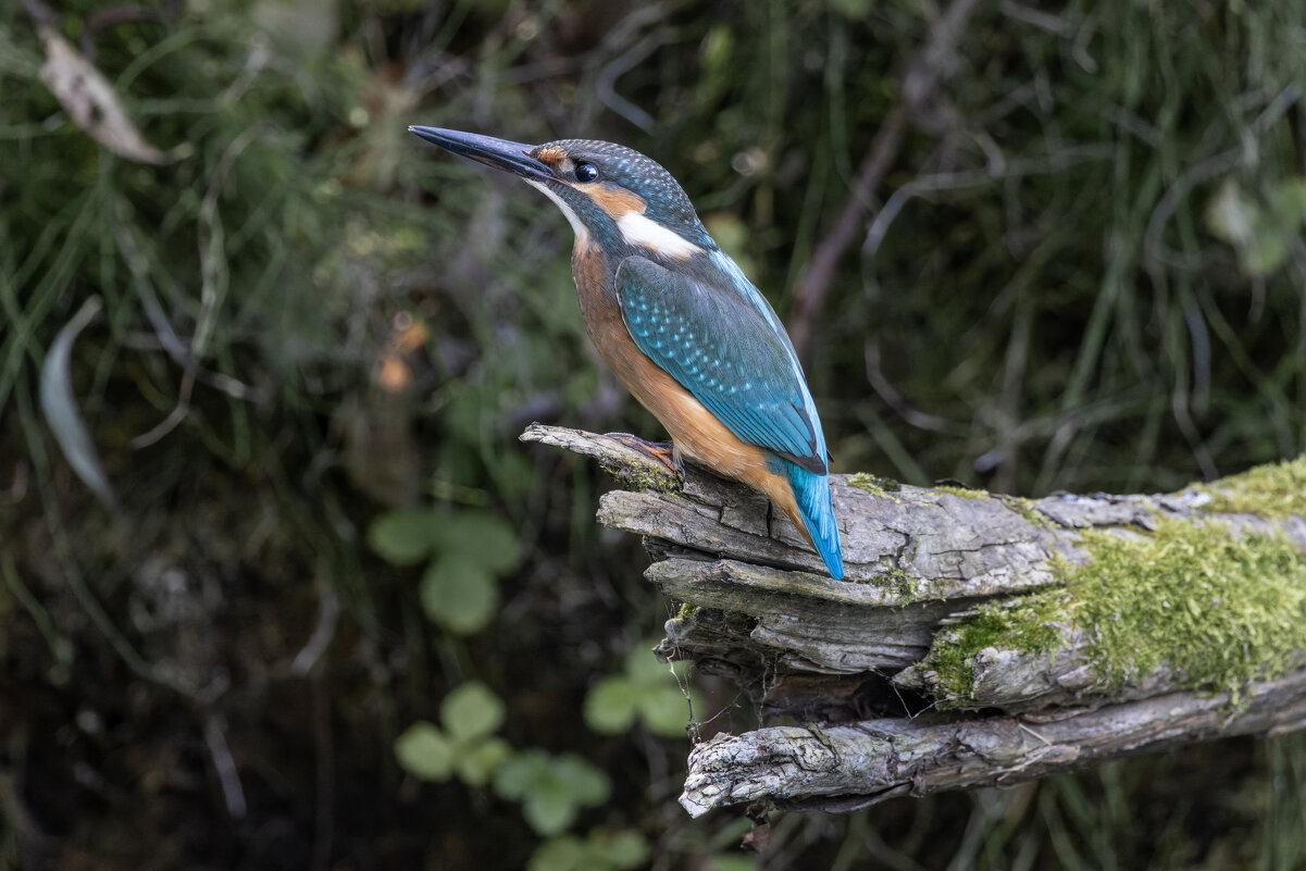 зимородок. - юрий макаров зимородок. - юрий макаров