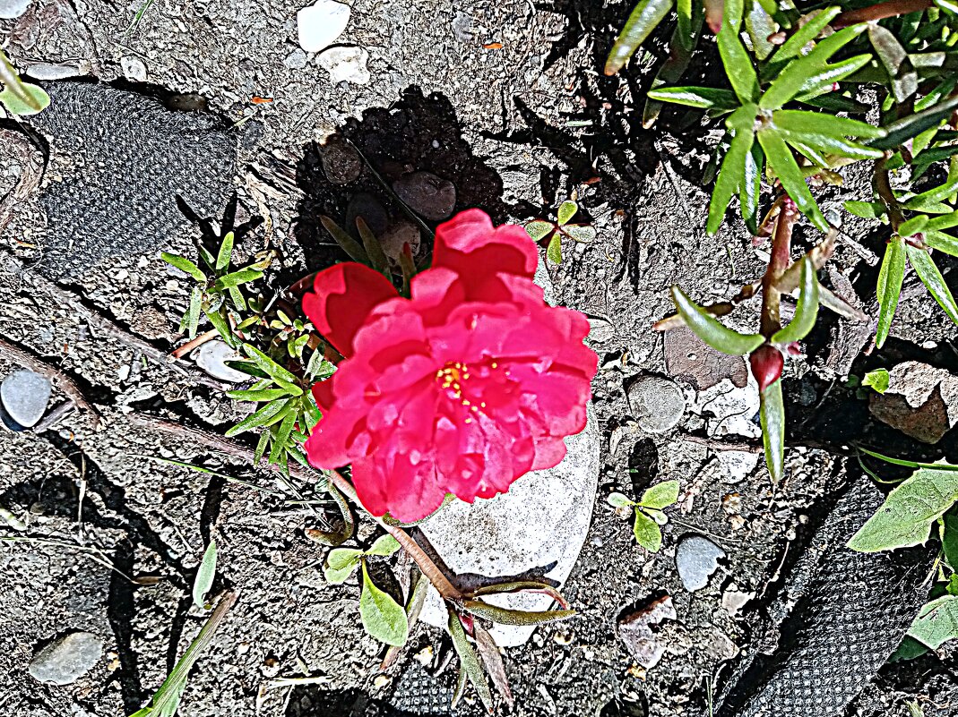 Цветы. - Владимир Драгунский