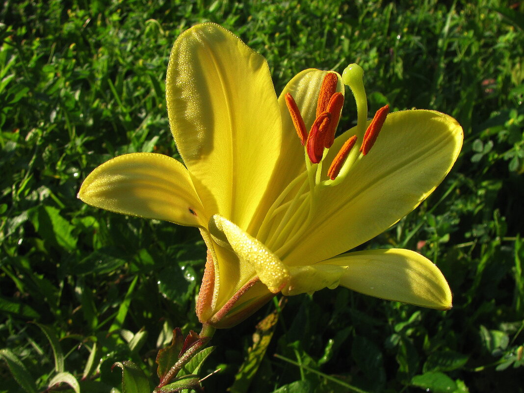 Солнечная красавица - Людмила Смородинская Солнечная красавица - Людмила Смородинская