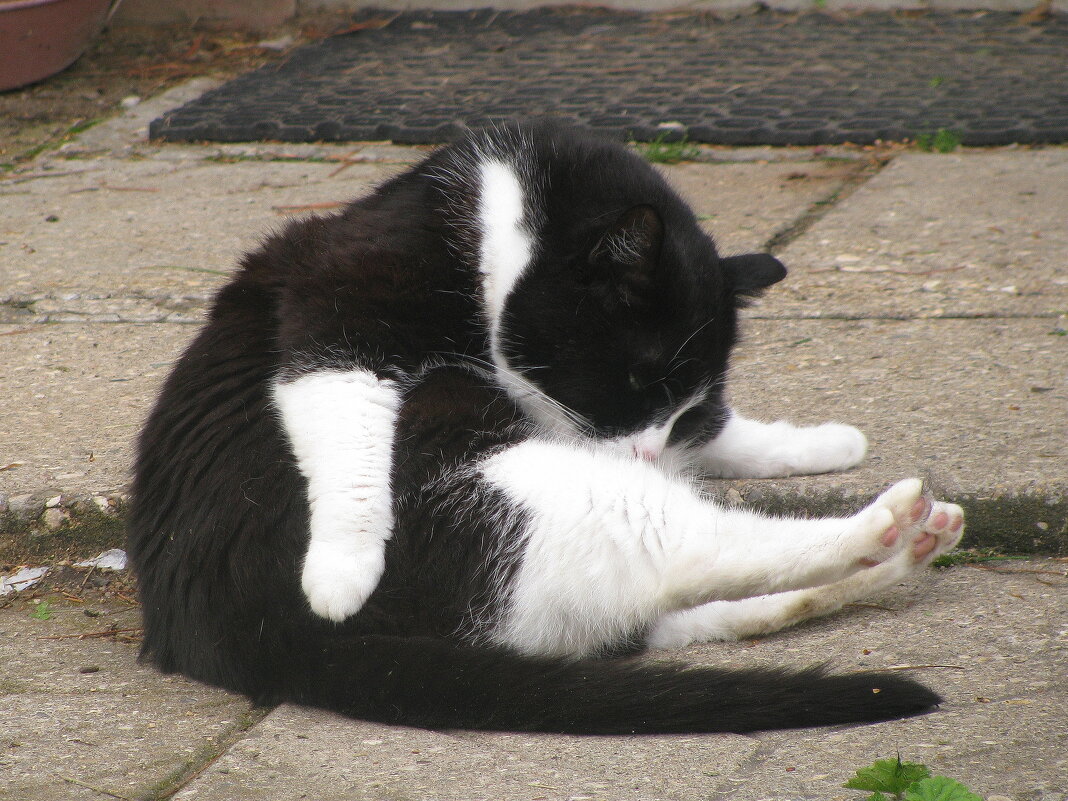 Отмывается после прогулки - Людмила Смородинская