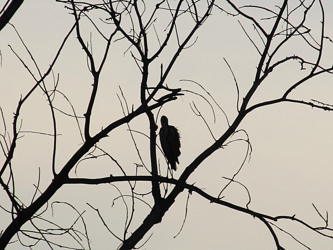 графика - Елена Шаламова
