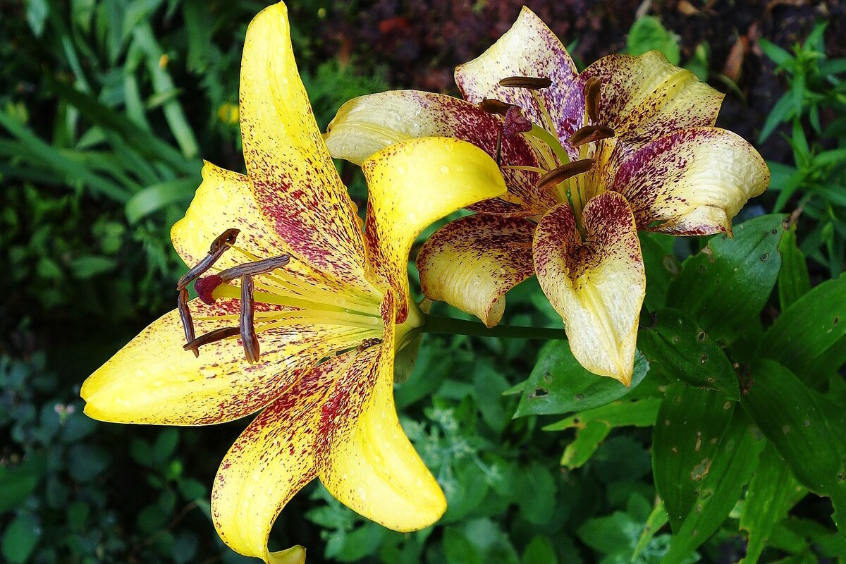 Лилия - Рита Симонова Лилия - Рита Симонова