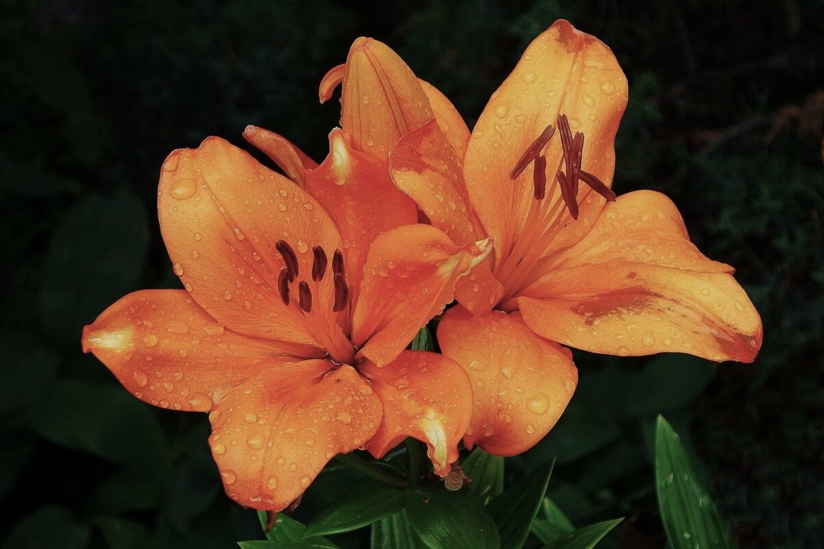 Лилия - Рита Симонова