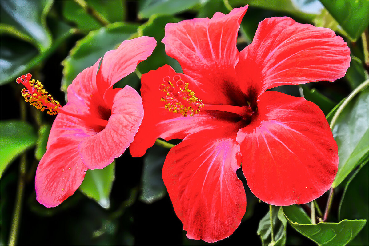 Розы на улицах испанских городов - Alexandеr P