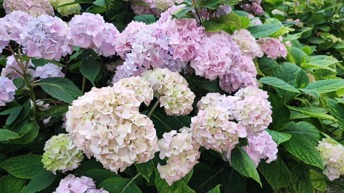 ,,, - Сергей Тимоновский