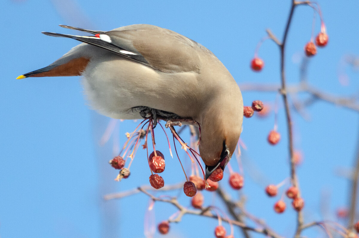 Свиристель - Виктор Иванович Чернюк Свиристель - Виктор Иванович Чернюк
