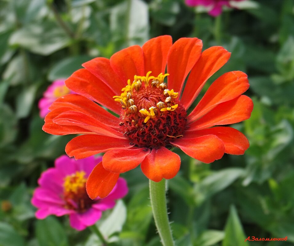 Время циний... - Андрей Заломленков Время циний... - Андрей Заломленков