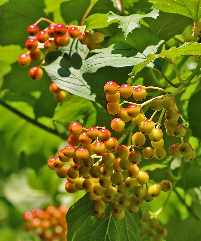 Калина поспевает - Светлана 