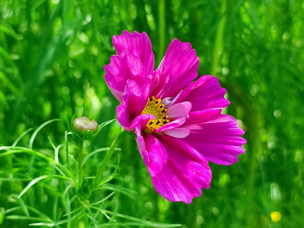 Космея - Валентина Богатко 