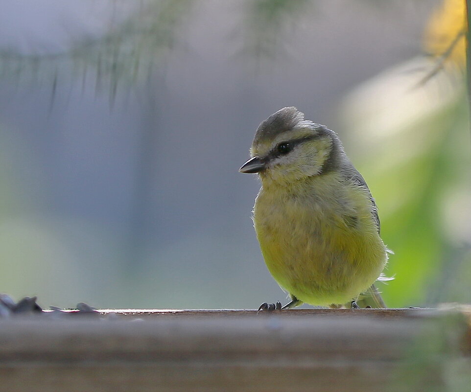 в контровом  свете - Andrey Bragin 