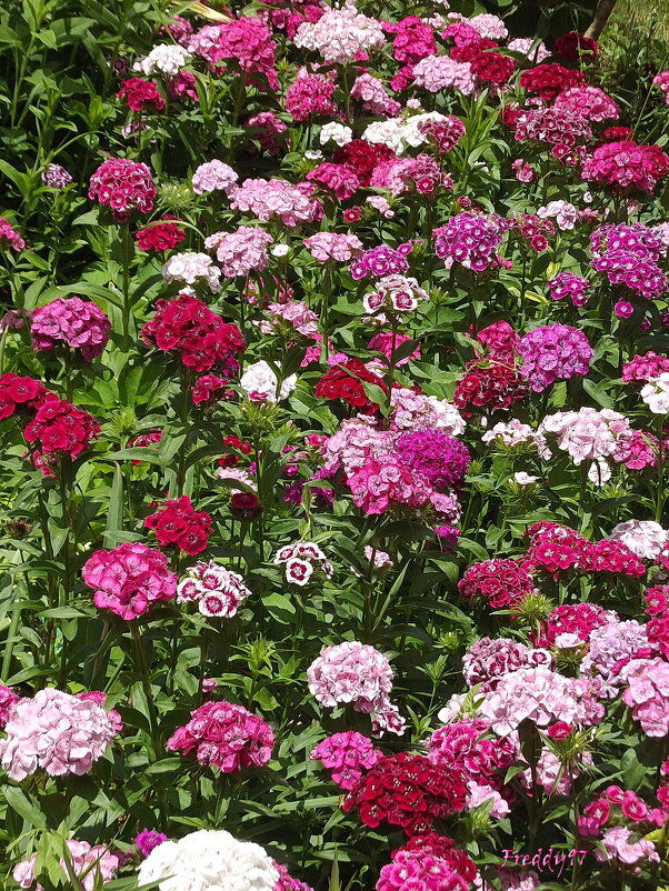 Турецкие гвоздики - Freddy 97