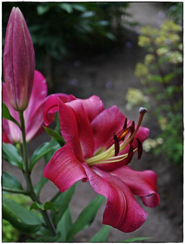 цветок - ставил 