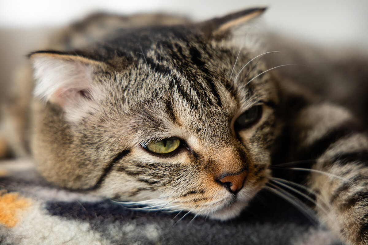 Лежебока - Алексей Большаков