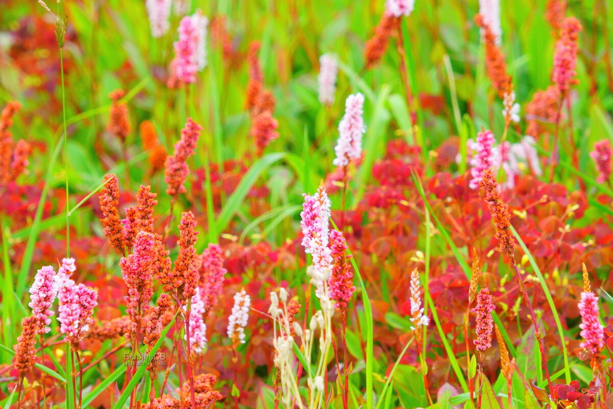 Ландшафтный дизайн - Сергей Беляев