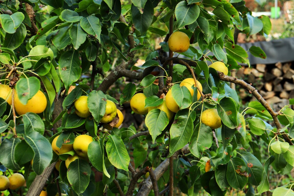 Из серии " Утро в деревне" - Юрий. Шмаков