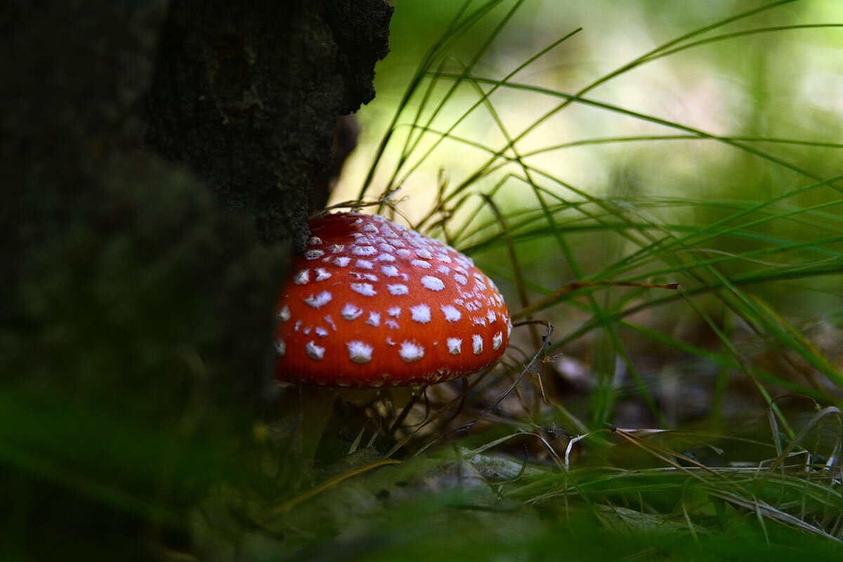 Мухомор - Геннадий Супрун