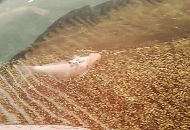 112 (114) - СТРЕН 