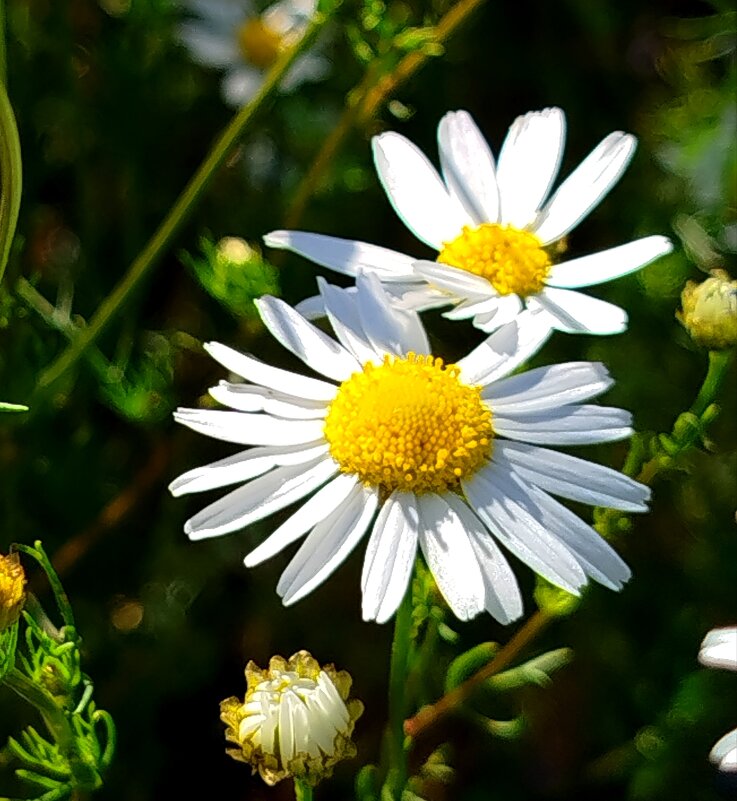 Полевые ромашки - светлана льдокова Полевые ромашки - светлана льдокова