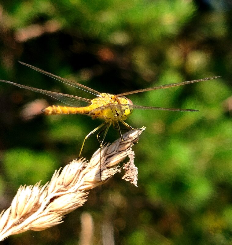 Неуловимая стрекоза - светлана льдокова