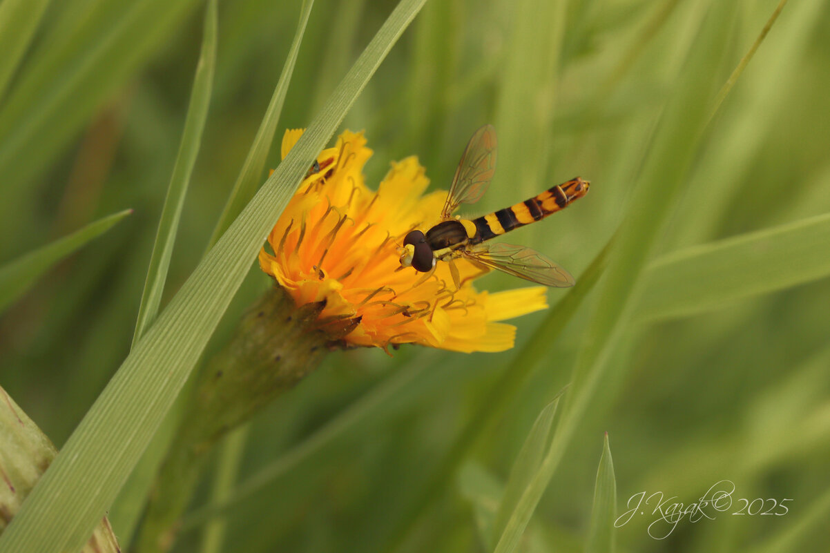 *** - Елена Kазак (selena1965)