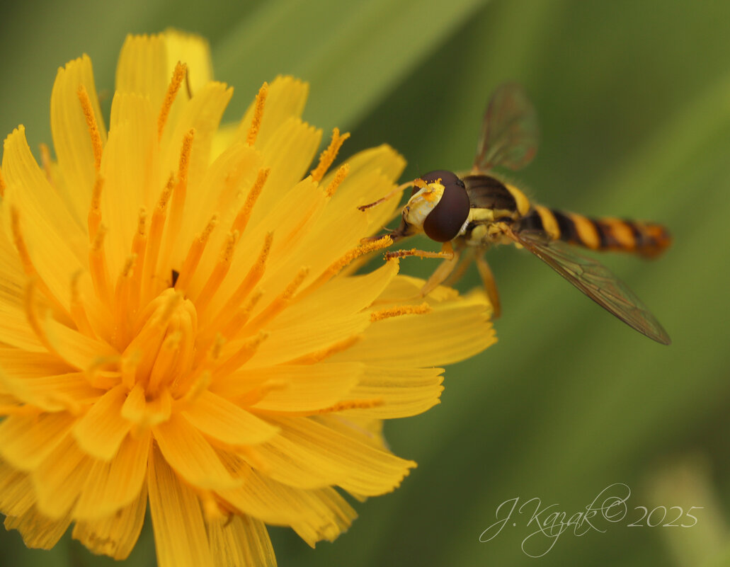 *** - Елена Kазак (selena1965)