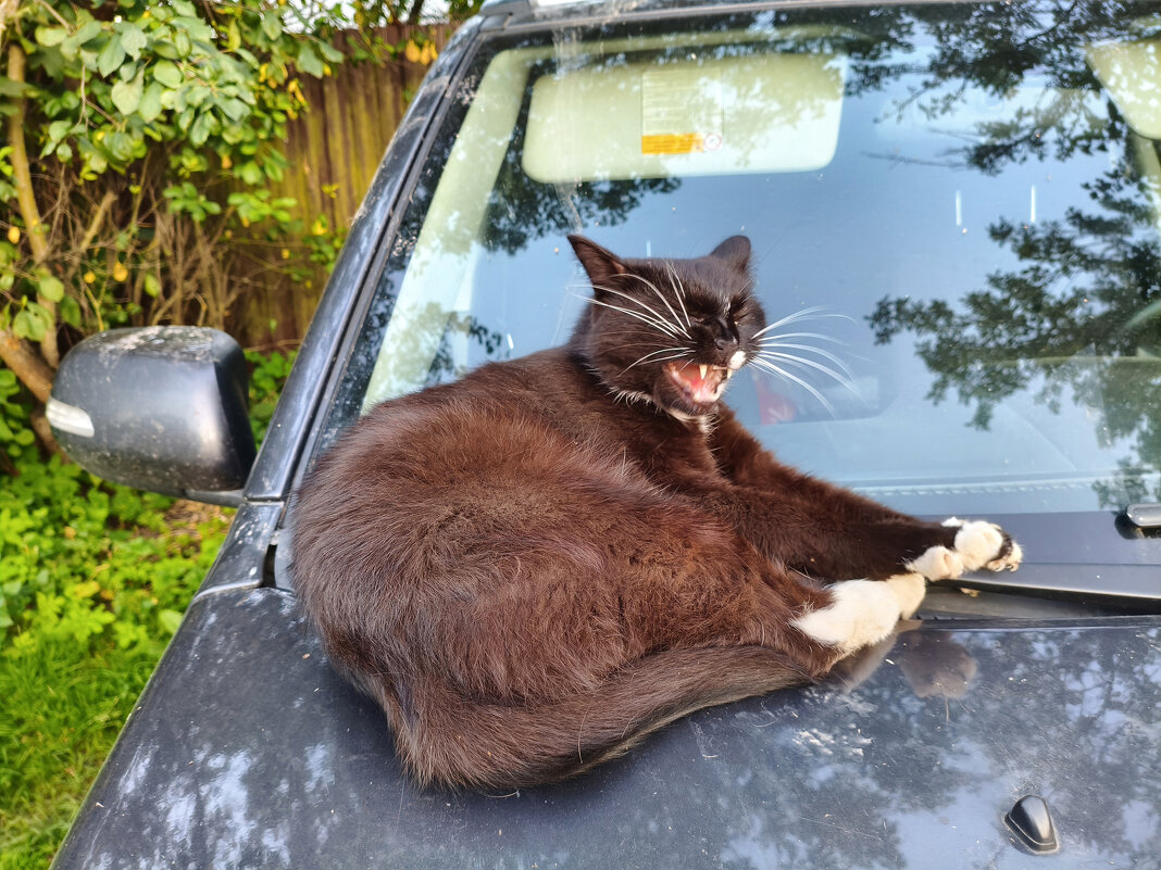 Зевотинушка)) - Денис Бочкарёв