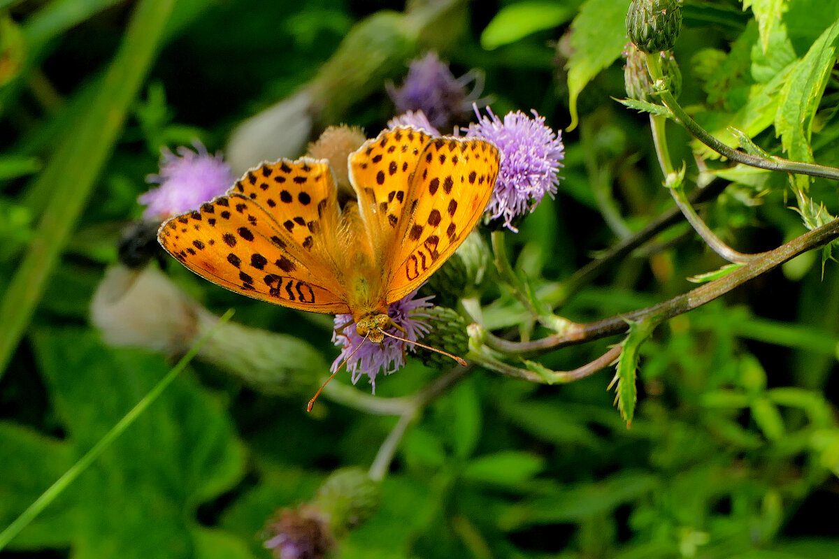 из сегодняшней съемки 4 - Александр Прокудин