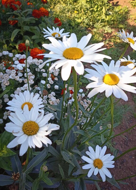 *** - Светлана Кузнецова