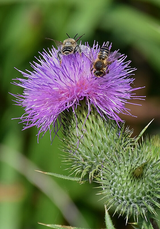 Вкусная... колючка! - Валентина Нефёдова Вкусная... колючка! - Валентина Нефёдова