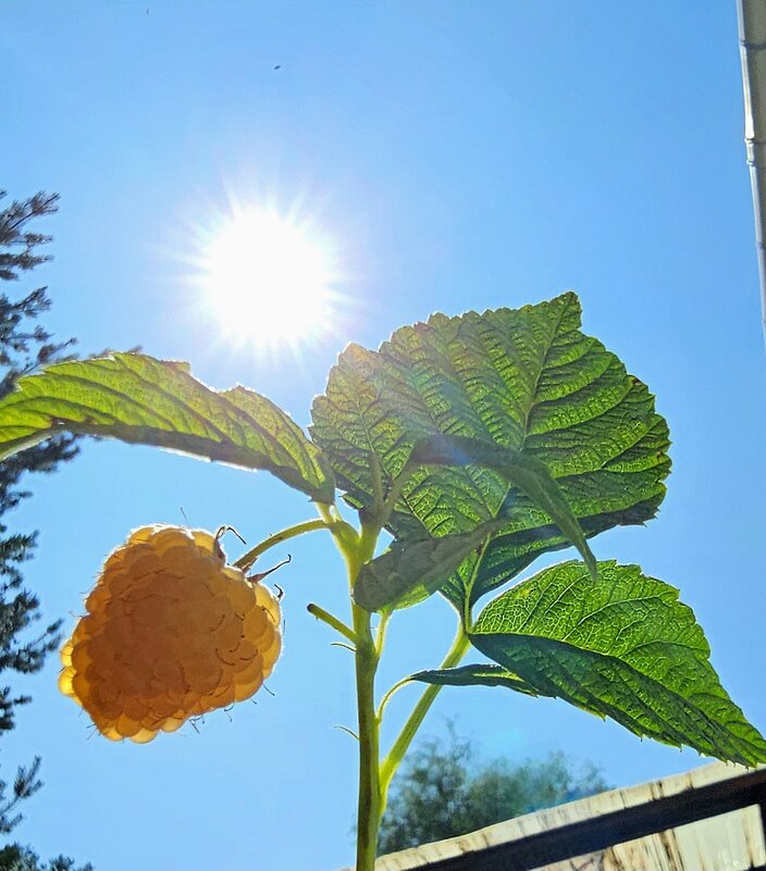 Ягодка малинка - Михаил Свиденцов