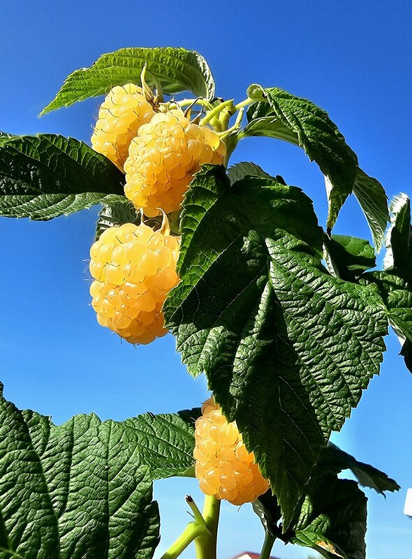 Ягодка малинка - Михаил Свиденцов