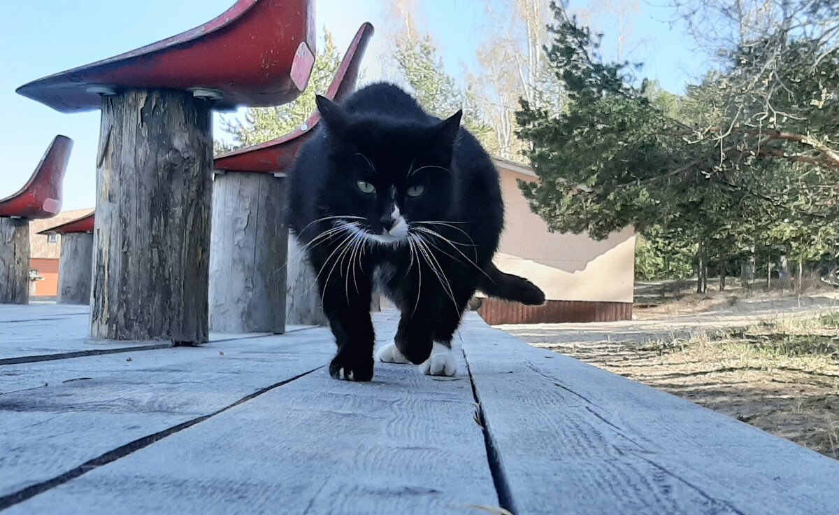 Про кошку, которая грелась на весеннем солнышке, а потом пришла со мной познакомиться - Наталья Герасимова