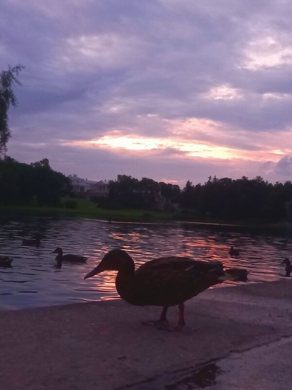 Утки на закате - Сапсан 