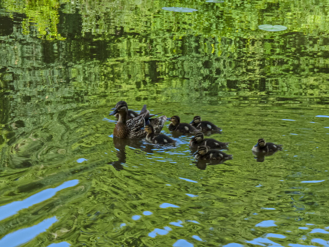 И мимо проплывали... - Наталья Rosenwasser