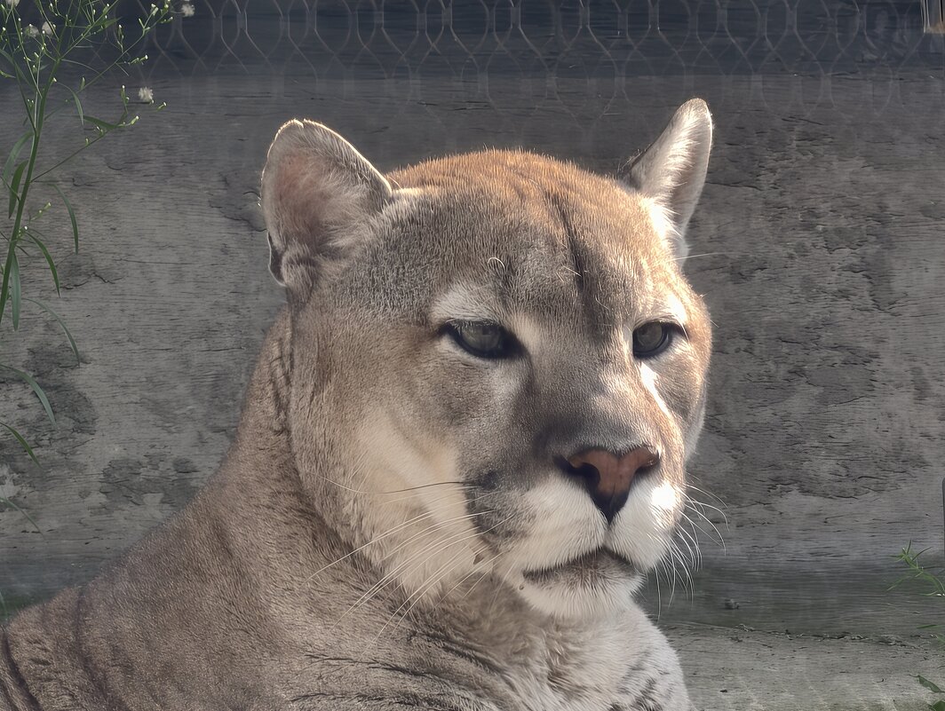 Пума Габриэль - <<< Наташа >>>