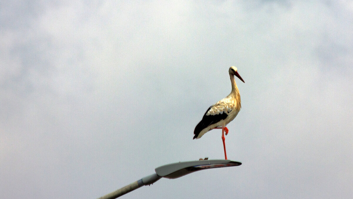 наблюдатель - vladimir 