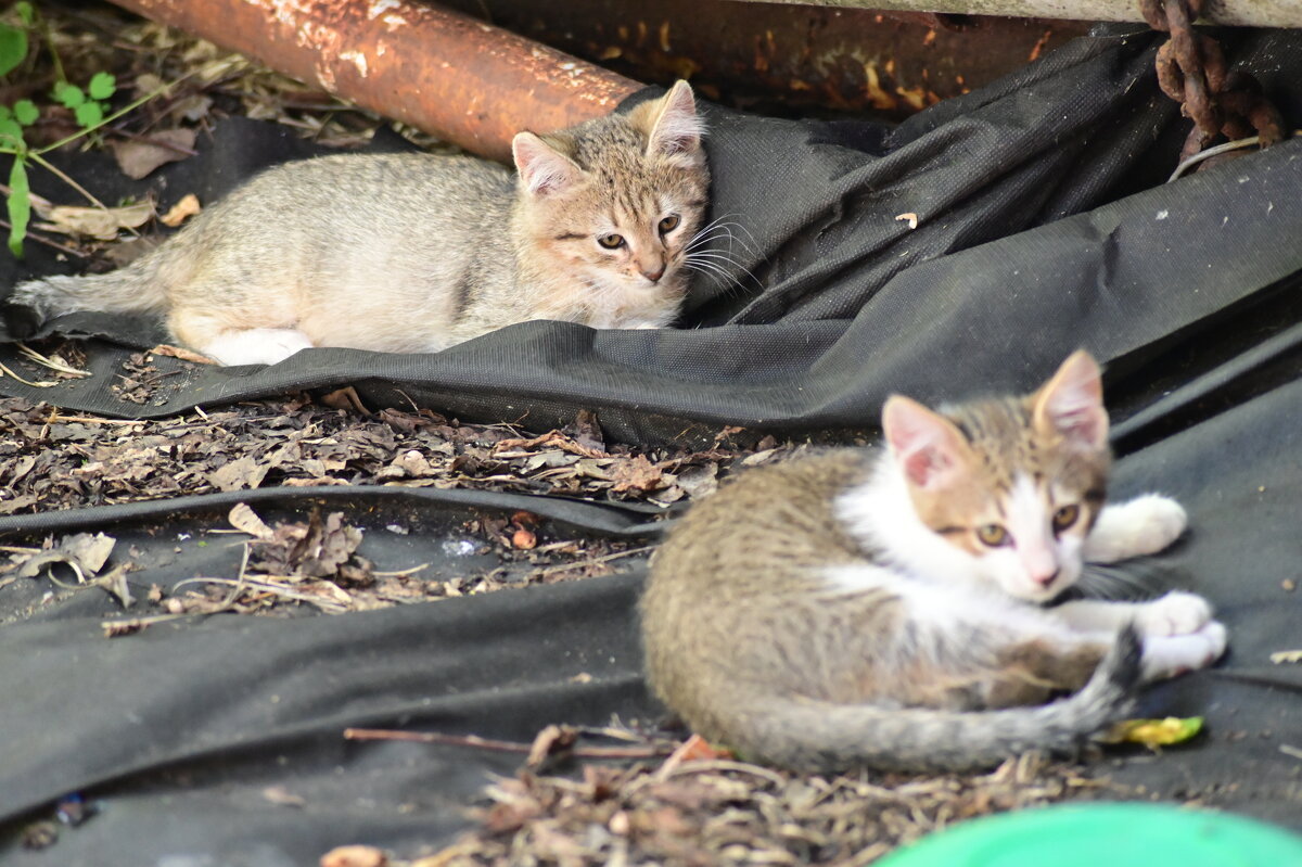 котэ - Константин Сафронов
