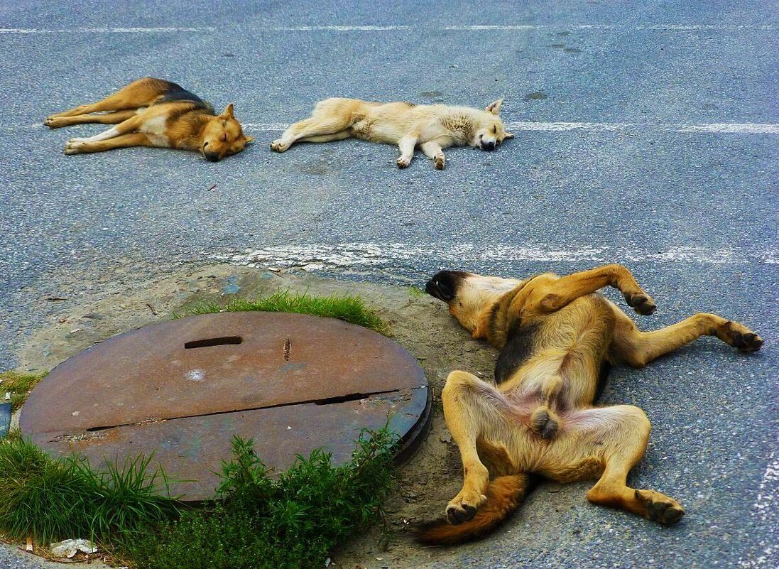 Эх, жара уморила псов! - Владимир 