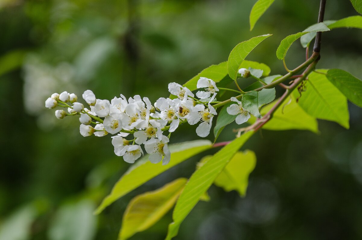 *** - Виктор Иванович Чернюк
