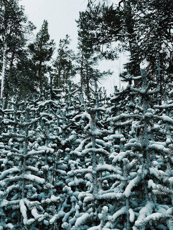 Зимний лес - Георгиевич 