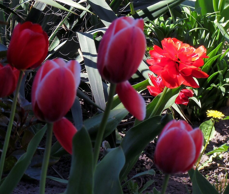 Тюльпаны - Роман Савоцкий