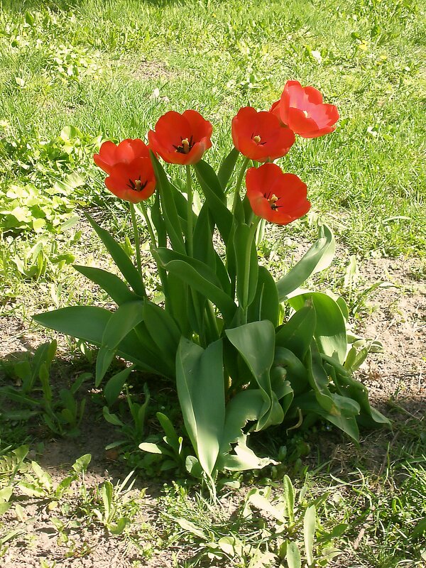 Тюльпаны - Роман Савоцкий