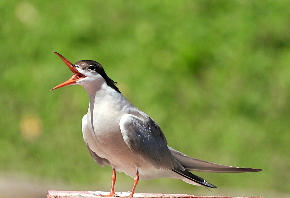 Речная крачка - Лина 