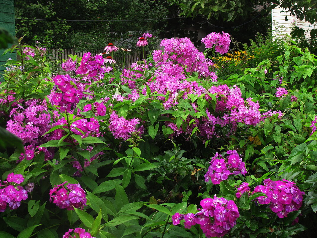 Красота в саду - Людмила Смородинская