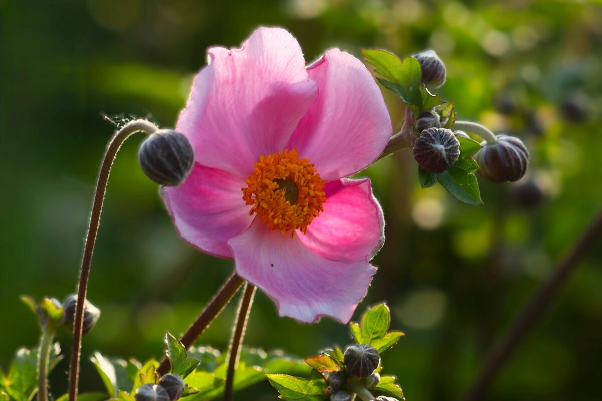 Доброе утро - Юрий. Шмаков Доброе утро - Юрий. Шмаков