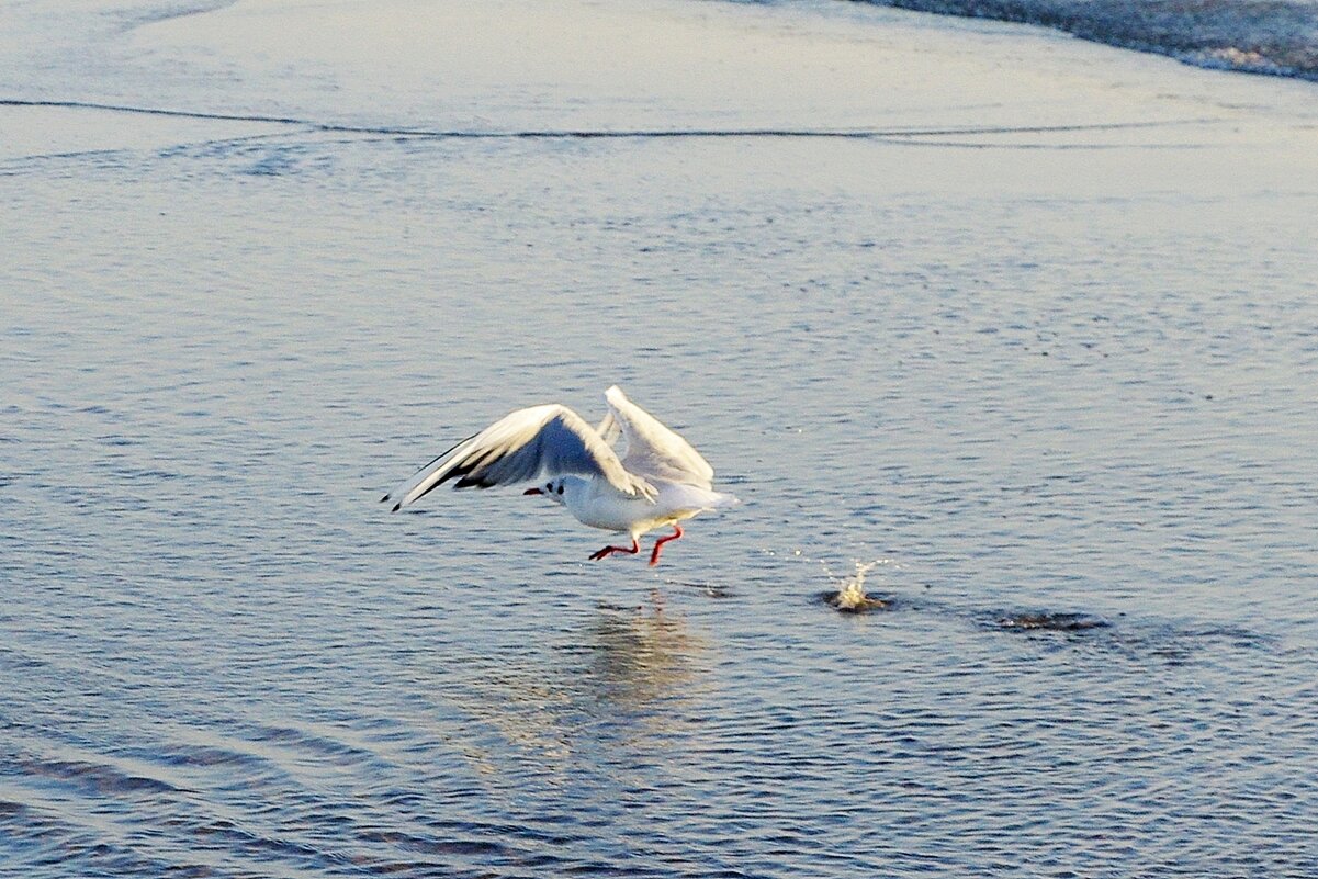 Утренняя пробежка - Сергей Швечков