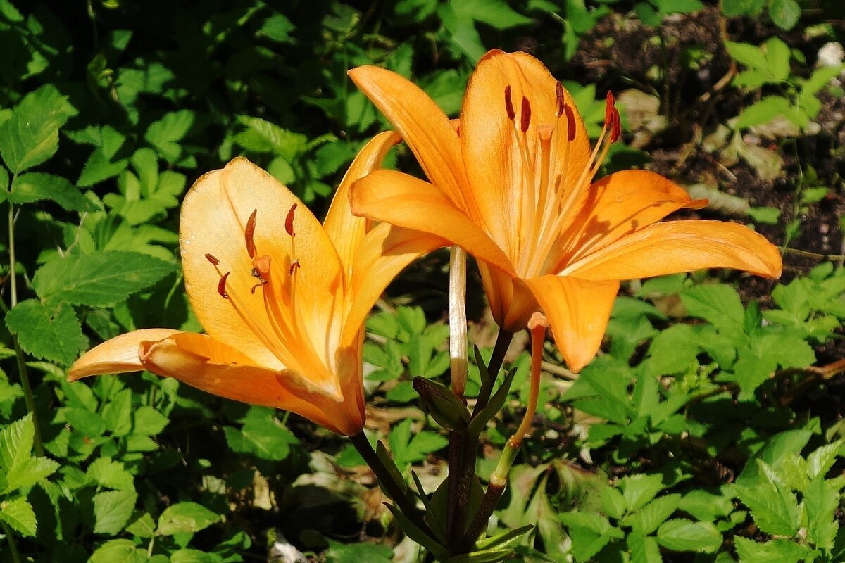 Лилия - Рита Симонова