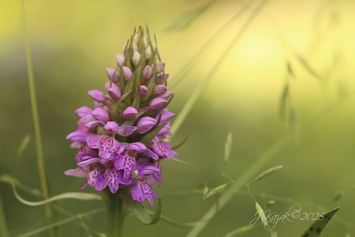 лесная орхидея - Елена Kазак (selena1965)