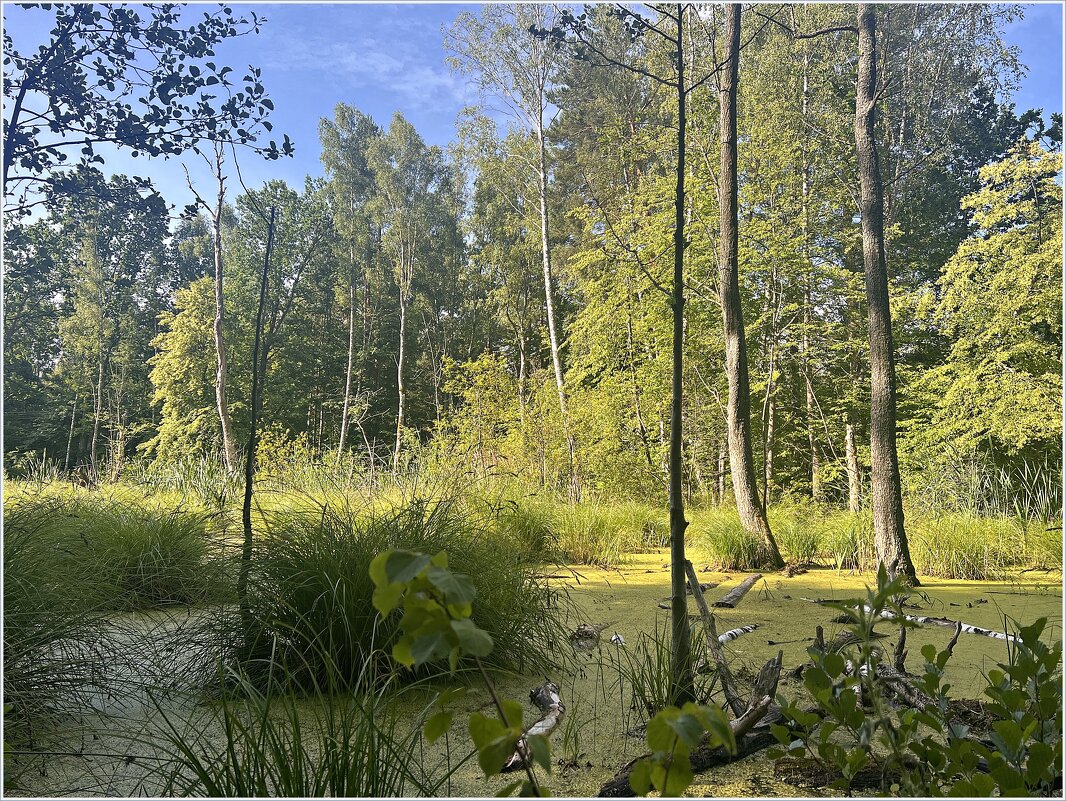 Лесное болото. - Валерия Комова