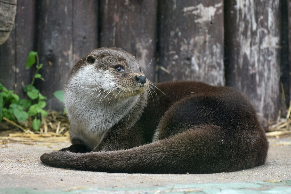 Московский Зоопарк. Выдра. - Наташа *****